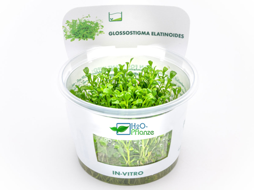 Australisches Zungenblatt - Glossostigma elatinoides in vitro